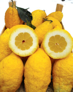 Citrusfrucht (Cedri)