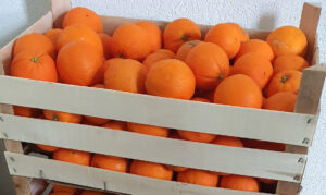 Washington Navel Orangen