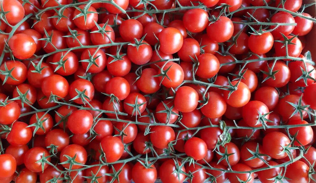 Tomaten
